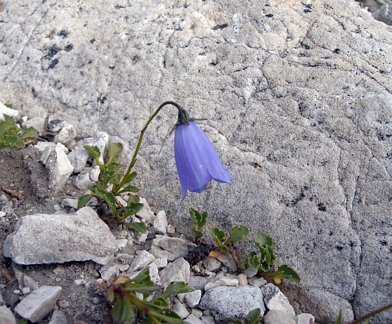 Campanula cochleariifolia